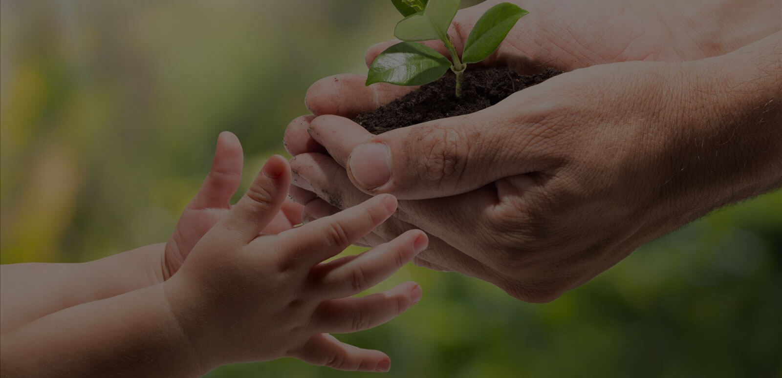 Mano adulta entregando planta a mano de un niño